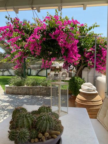 Κήπος έξω από το Rodia Studios & Apartments