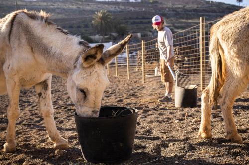 a donkey drinking out of a black bucket at Hektor in Teguise