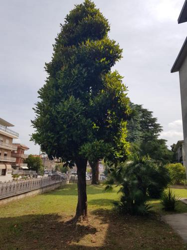 Ein Baum mitten im Garten in der Unterkunft La Magnolia in San Giorgio a Liri