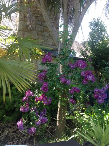 a bunch of purple flowers in a garden at La Demeure aux Hortensias in Pleurtuit