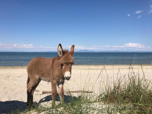 a donkey standing on a beach near the ocean at Hotel Villa Sevasti in Katerini