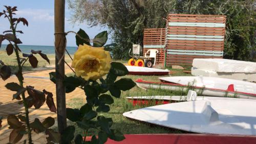 a yellow rose in front of surfboards on the grass at Hotel Villa Sevasti in Katerini