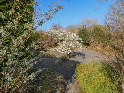 a flowering tree with white flowers on a path at Bluebell House and Gardens in Rossbrin