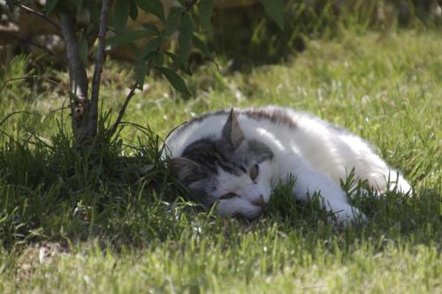 a gray and white cat laying in the grass at B&B Cantico Delle Creature in Assisi