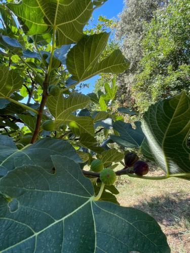 a close up of a plant with leaves and fruit at CasaMoira in Trequanda