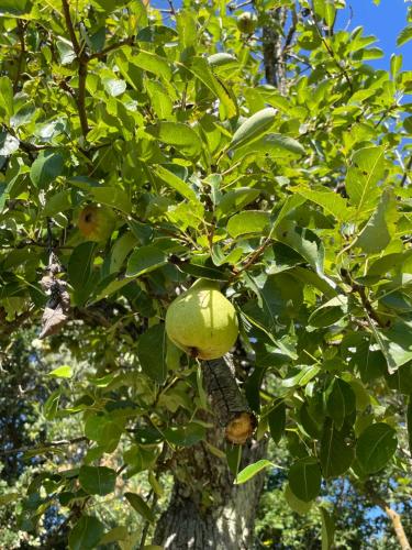 a green fruit on a tree with leaves at CasaMoira in Trequanda