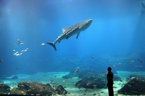 a man looking at a whale shark in an aquarium at Fairfield Inn & Suites by Marriott Atlanta Gwinnett Place in Duluth
