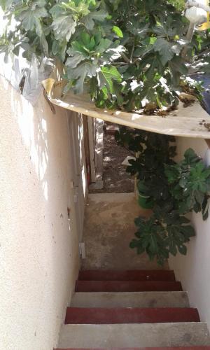 a stairway with potted plants on top of it at Duplex pied dans l'eau avec magnifique vue sur mer in Monastir