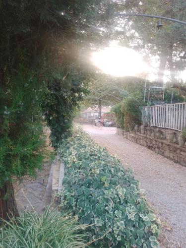 una larga fila de plantas en un camino en Il glicine, en Laureana Cilento