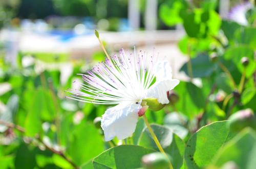 a white flower on a bush with green leaves at B&B Le Vele in Maruggio