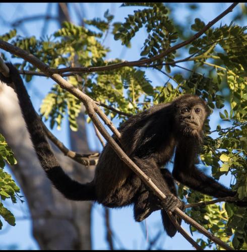 a monkey is sitting on a tree branch at Las Catalinas Loft - for up to 4 people just steps from the beach in Playa Danta