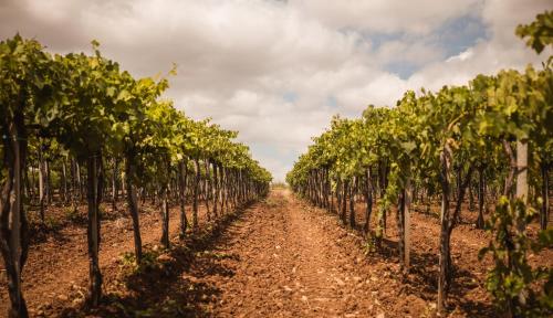 a row of vines in a vineyard at Agriturismo Poggio alle Calle in Saturnia