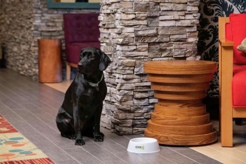 a black dog sitting on the floor next to a vase at Home2 Suites by Hilton Anchorage/Midtown in Anchorage
