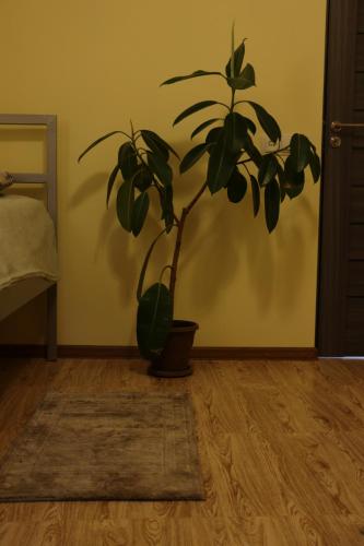 une plante en pot assise au sol dans une pièce dans l'établissement LUCY B&B, à Garni