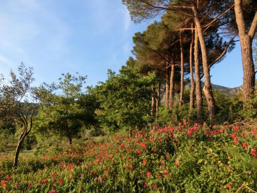 a field of flowers with trees in the background at Agriturismo Cuca in Polizzi Generosa