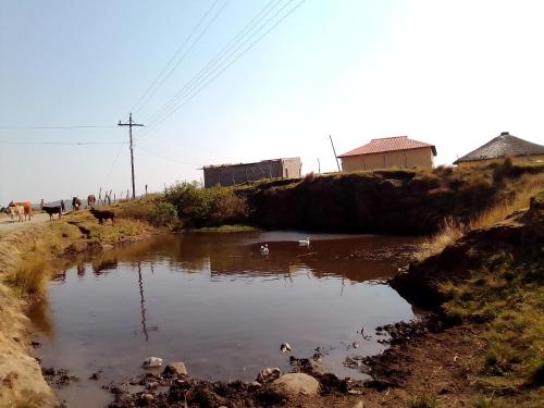 a small pond of water with animals in it at Tshezi Family in Ngqeleni