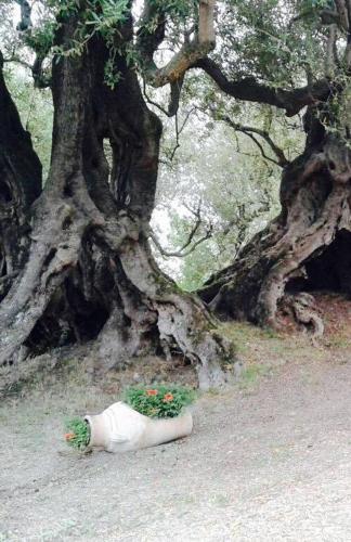 Gallery image of Il Paradiso Di Hyele in Ascea