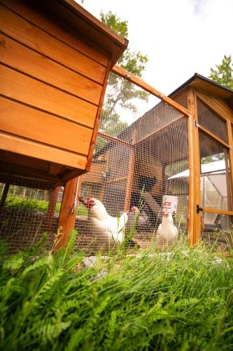 two chickens are standing in a cage at Chinook Winds Lodge in Dubois