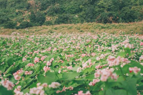 a field of pink flowers in a field at Thung Nham Resort in Ninh Binh
