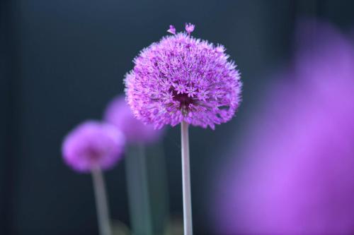 a close up of three purple flowers at Das Royal in Bad Füssing