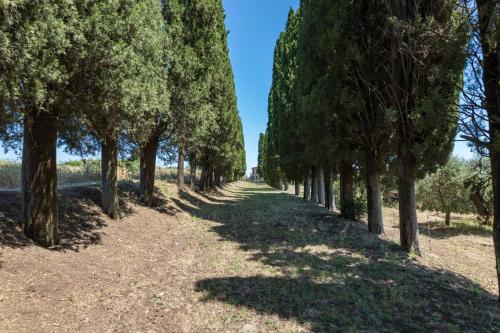 a row of trees on a dirt road at Agriturismo Spazzavento in Palazzone