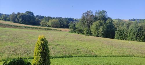 a tree in a field with sheep in the distance at Korzenny Domek in Korzenna
