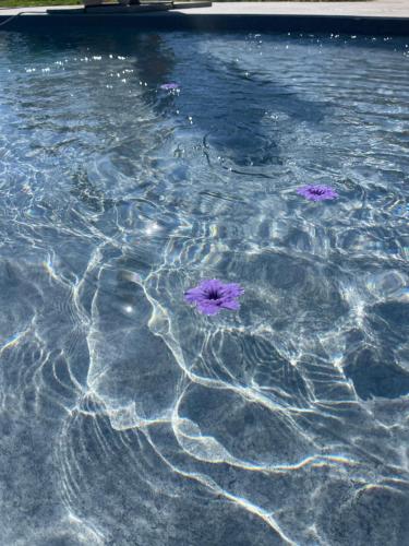 a pool with purple flowers in the water at Nakupenda Relais in Latina