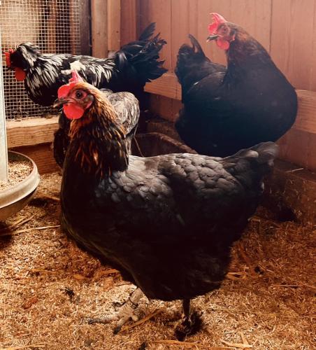 a group of chickens standing around in a pen at Alpaka-Ferienhaus Oenzlen in Wynigen
