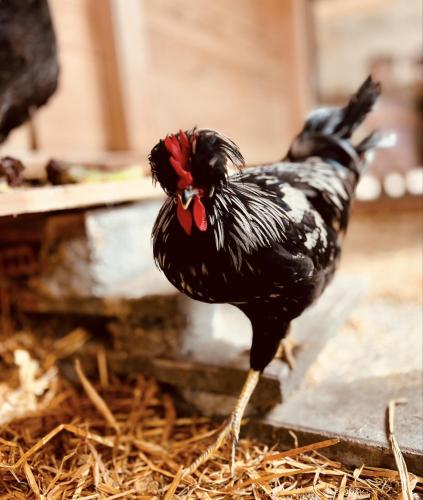 two chickens are standing in the hay at Alpaka-Ferienhaus Oenzlen in Wynigen