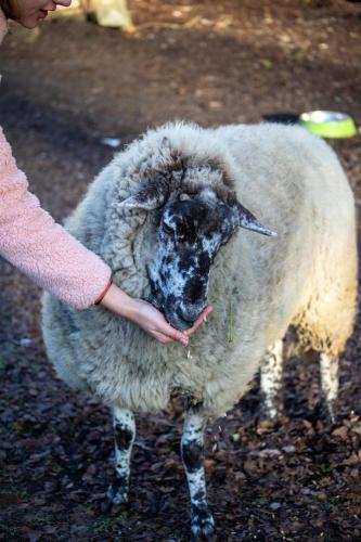 a woman is petting a sheep in a field at Hostal La Casita del Bajo in Curacautín