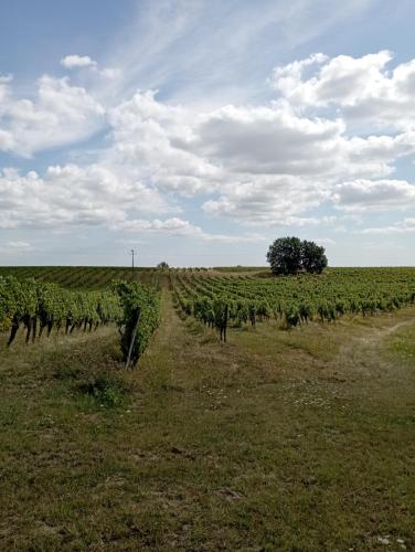 a field of vines with a tree in the middle at Maisonnette neuve Monbazillac in Monbazillac