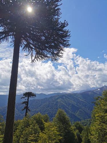 a tree on a hill with a view of mountains at Hostal La Casita del Bajo in Curacautín