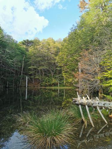 a wooden bench sitting in the middle of a pond at Hostal La Casita del Bajo in Curacautín