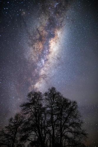 a starry night with trees and the milky way at Hostal La Casita del Bajo in Curacautín