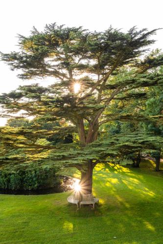 a park bench under a large tree in a field at Farlam Hall Hotel & Restaurant in Brampton
