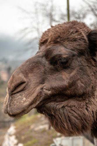 a close up of the face of a camel at Agriturismo Scuderia della Valle in Valsecca