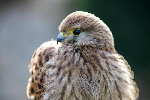 a close up of a brown bird with a beak at Agriturismo Scuderia della Valle in Valsecca