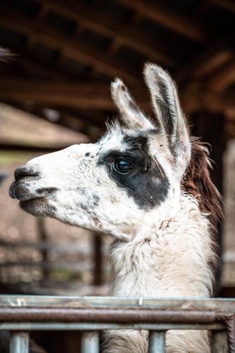 a close up of a llama looking over a fence at Agriturismo Scuderia della Valle in Valsecca