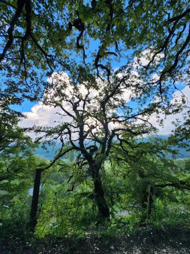 a large tree in the middle of a field at Karavani in Ambrolauri