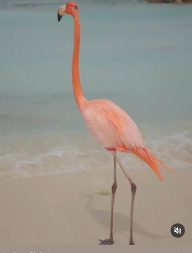 a pink flamingo standing on the beach at BUSHWA APARTMENTS # 4 , 5 estrellas in Oranjestad