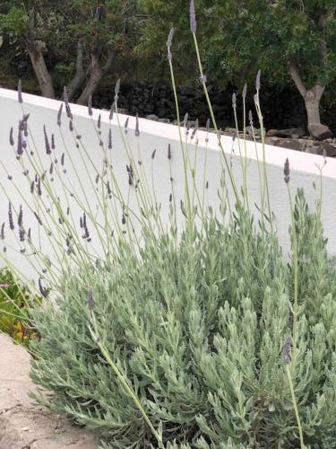 Gallery image of Kalliopi's House in Mandrakion