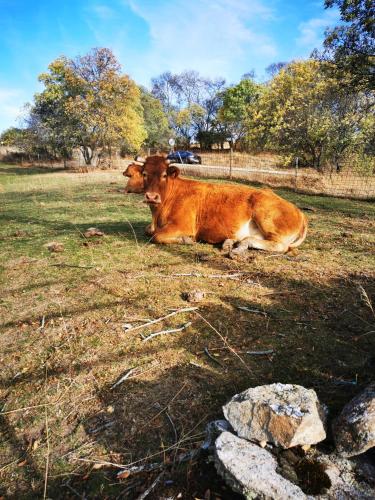 two cows laying on the grass in a field at Casita Pirón in Adrada de Pirón