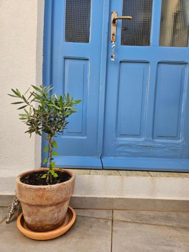 a potted plant sitting in front of a blue door at Plavo bijeli svijet in Preko