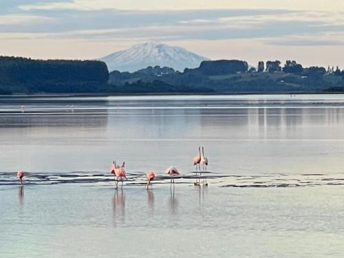 a group of flamingos standing in the water with a mountain at Cabañas y Tinajas Rio Quenuir in Maullín