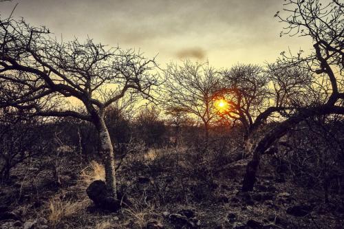 a sunset in the middle of a field with trees at ZuriCamp - Tent Zahir in Tsumeb