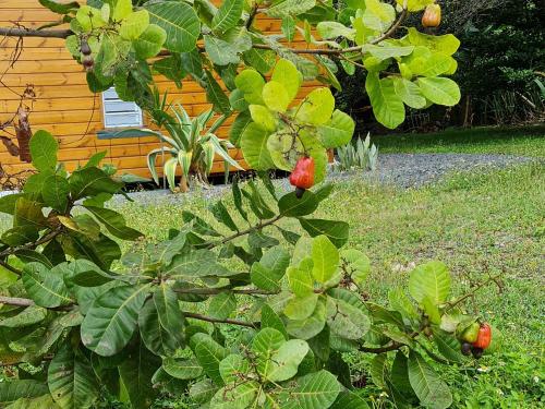 a tree with red fruit in front of a house at La kaz nature bien-être in Petit-Bourg