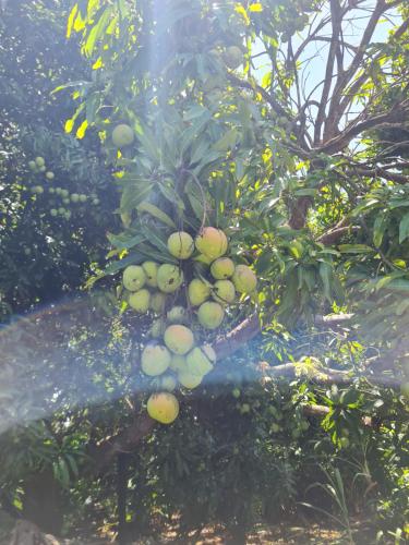 a bunch of fruit hanging from a tree at La kaz nature bien-être in Petit-Bourg