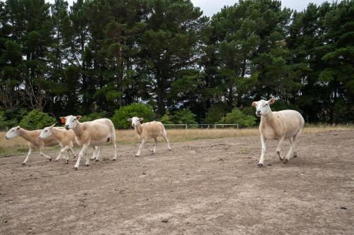 a group of sheep running across a dirt road at Country Home Stay, Animals, 2 Properties Sleeps 15 in Balnarring