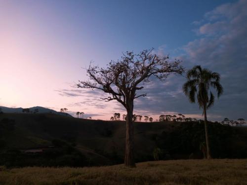 a tree in a field with a palm tree at Chalet di Alta Montagna in Santo Antônio do Pinhal
