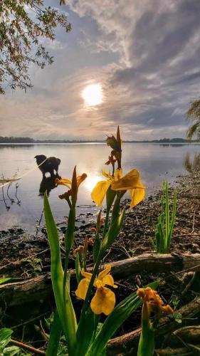 a plant with yellow flowers in front of a body of water at Hasenbau Flüren in Wesel